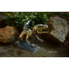 Tyrannosaurus Rex - handmade forged sculpture